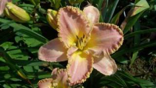 Hemerocallis  Taglilien Daylilies [upl. by Yeltrab]