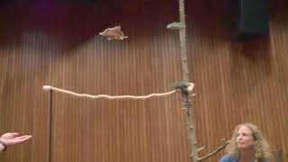 Flying Squirrel slowmotion flying [upl. by Nylirrehs]