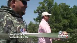 Reelfoot Gills [upl. by Phil]