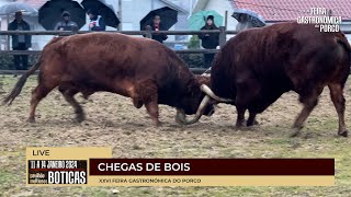 XXVI Feira Gastronómica do Porco  Chegas de Bois  2024  4K  BOTICAS [upl. by Oringas383]