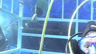 Guadalupe Island Cage Dive [upl. by Lednek]