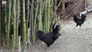 Kadaknath The Return of the Black Chicken [upl. by Petrick]