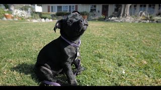 Lily The Staffordshire Bull Terrier Puppy [upl. by Notgnirra]