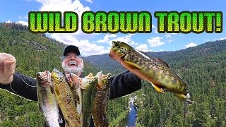 Fishing for Wild Brown Trout with Night Crawlers [upl. by Werby121]