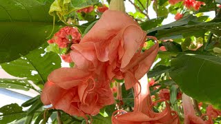 Brugmansia  Angels Trumpet  MustSee May [upl. by Alduino618]