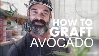 HOW TO GRAFT AN AVOCADO TREE [upl. by Delmer]