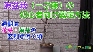 【花木】藤盆栽一才藤の初心者向け剪定方法【スキマde園芸】 [upl. by Chaudoin]