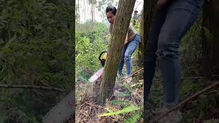 I am very serious about chopping wood chainsaws hardware tools viralvideo foryou [upl. by Durante]