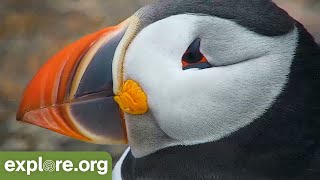 Return of the Puffins 5 Must Know Facts [upl. by Eiramlirpa]