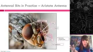 Insect External Morphology [upl. by Lal954]