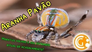 Aranha Pavão e seu estranho ritual de acasalamento Maratus volans  Ciências Biológicas [upl. by Sedruol]