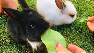 Yavru Tavşanlar Mama Yiyor ÇOK TATLILAR 🐰  Çocuk Videosu [upl. by Mechling]