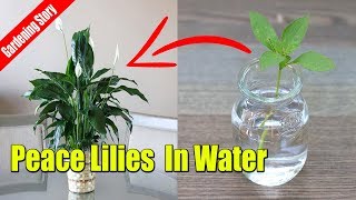 How to Grow Peace Lilies Cutting In Water [upl. by Bikales]