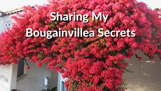 The Secrets of Bougainvillea Sharing Everything I Know About This Colorful Plant  Joy Us Garden [upl. by Aiynat]