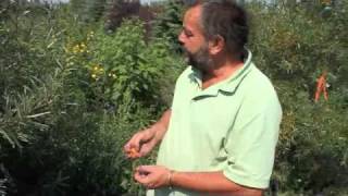 Sea Buckthorn at The Saskatoon Farm [upl. by Norihs15]