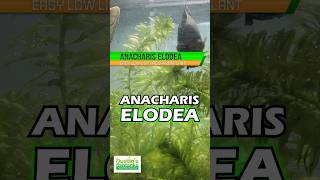 ANACHARIS ELODEA EASY LOW LIGHT AQUARIUM PLANT For Sale [upl. by Eivlys]