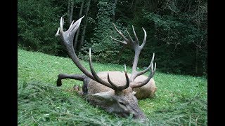 Red stag hunting in Romania 5 Chasse au cerf en Roumanie 5 Rotwildjagd in Rumänien 5 [upl. by Edmonds]