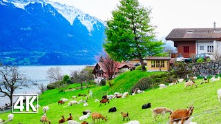 Switzerland 4K🇨🇭 Oberried am Brienzersee the pearl of Lake Brienz [upl. by Ahselet]