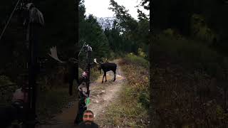 hunting archery elk bowhunting motivation [upl. by Ojadnama]