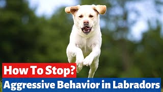 How to Stop a Labrador Puppys Aggressive Behavior Labrador Dog Training Tips [upl. by Evangelia323]