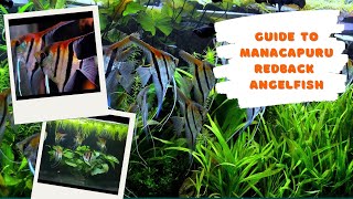 Guide to Manacapuru Angelfish [upl. by Ardaed520]