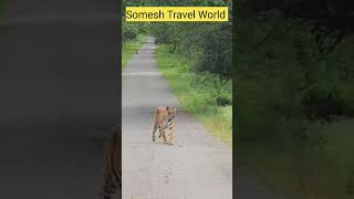 Kabini Nagarhole Tiger Sighting kabini wildlife nagarholenationalpark [upl. by Nata]