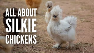 Silkie Chickens Everything You Need to Know [upl. by Dis]