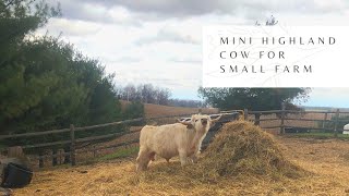 Guide to Mini Highland Cow for Small Farm [upl. by Maxey]