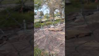 Red Shouldered Hawk Standing on Construction Debris Low to Ground amp Flies to Tree Oviedo Florida [upl. by Bierman255]