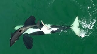 WILD KILLER WHALES SEXUAL BEHAVIOUR [upl. by Aleirbag]