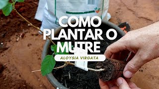 COMO PLANTAR O MUTRE ALOYSIA VIRGATA  A PLANTA QUE ATRAI AS ABELHAS [upl. by Eetak]