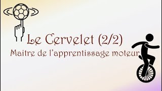 Neurofacile 6  Le Cervelet 22 [upl. by Ennaeel]