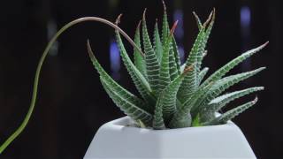 Haworthia attenuata quotZebra Plantquot [upl. by Mourant]