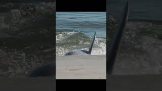 November 2024 Dolphin Strand Feeding At Captain Sams Inlet dolphins strandfeeding SeabrookIsland [upl. by Ninaj]