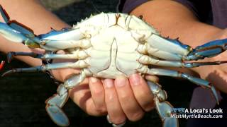 Crabbing at Myrtle Beach State Park Pier [upl. by Gottuard]