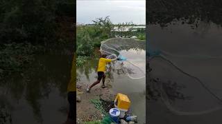 Awesome video fishingnet in the lake fishing traditional techniquethrownetfishing fishingtechnique [upl. by Atiuqahs]