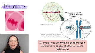 Ciclo celular Mitose [upl. by Ivey230]