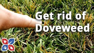 How to Get Rid of Doveweed  Lawn Care Tips  DoMyOwncom [upl. by Welbie]