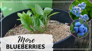 How to Grow Blueberries From Cuttings  Propagating Blueberries [upl. by Rennoc202]