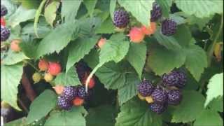 Blackberries Black Raspberries And A Some Wine Grapes [upl. by Savinirs514]