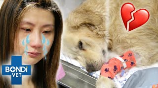 Emotional Goodbye To Dog Golden Retriever Hit By Deadly Heat Stroke 😩  Bondi Vet Clips  Bondi Vet [upl. by Attenborough237]