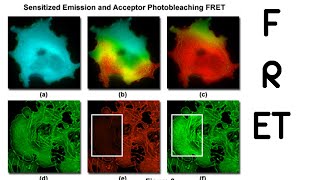 FRET  fluorescence resonance energy transfer fret [upl. by Gustav]