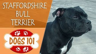 Dogs 101  STAFFORDSHIRE BULL TERRIER  Top Dog Facts About the STAFFORDSHIRE BULL TERRIER [upl. by Toombs]