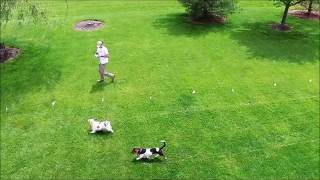 DogWatch of Greater Cincinnatis DronePowered quotDog Camquot [upl. by Areehs595]