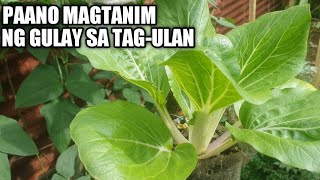 Anong GULAY ang Pwedeng ITANIM sa TAG ULAN [upl. by Esiralc]