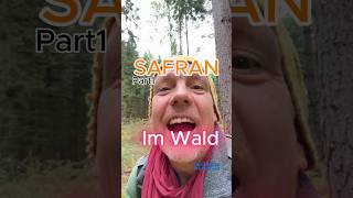 Safran aus dem Wald Part1 Safranschirmling pilze wald natur pilzesammeln [upl. by Paxon]