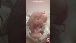 16week fetus in mothers womb 💕 [upl. by Enyahs]