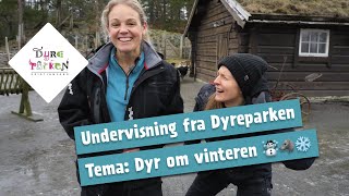 Undervisning fra Dyreparken Dyr om vinteren ☃️🐺❄️ [upl. by Donavon222]