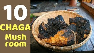 10 Health Benefits of Chaga Mushrooms [upl. by Hull251]