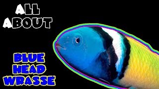 All About The Blue Head Wrasse [upl. by Wanyen74]